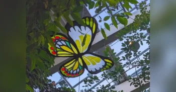 Large butterfly kite with yellow, black, red, and white wings hanging indoors among green plants and glass ceiling.